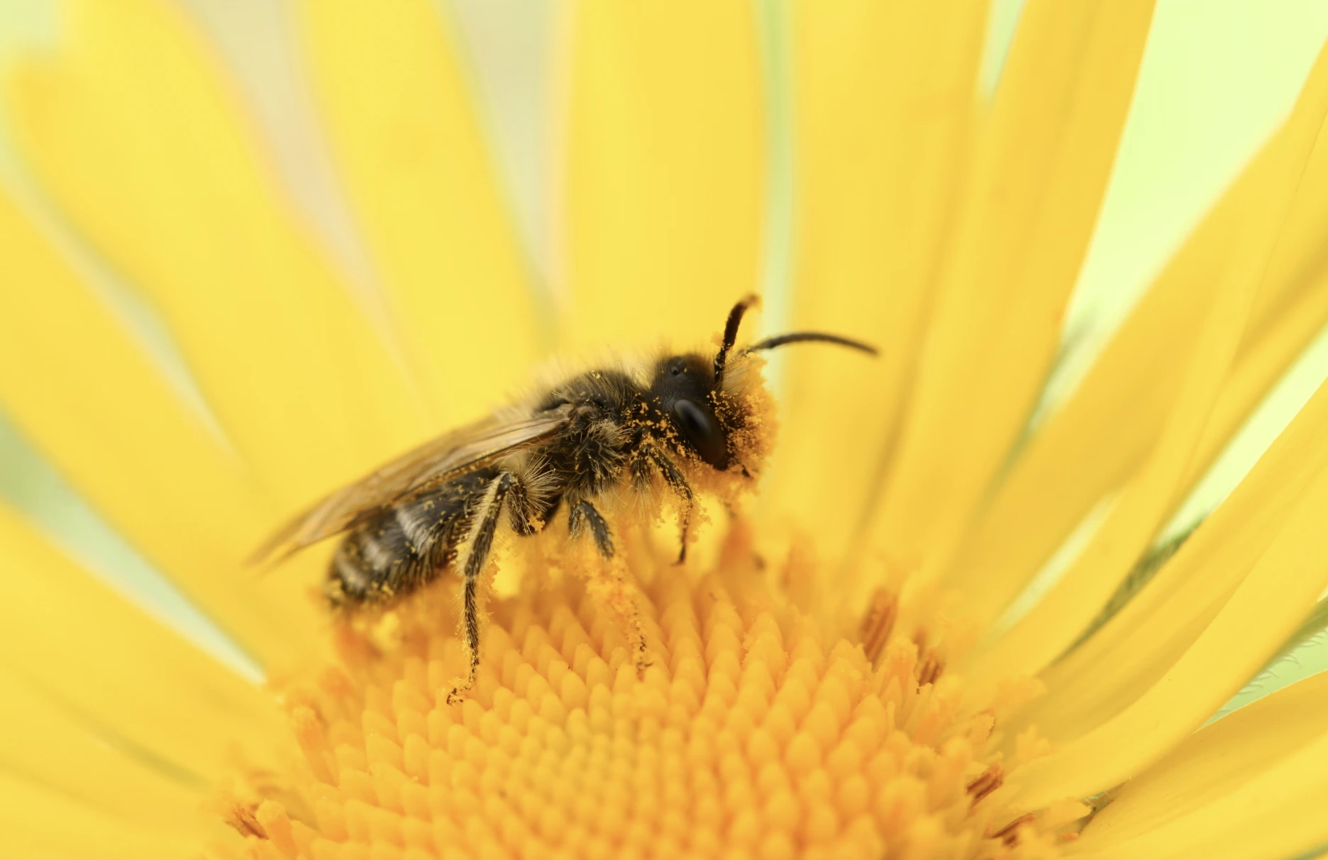 Seltene Bienen-Entdeckung stoppt Metas Pläne für ein Atomkraft-betriebenes KI-Datenzentrum