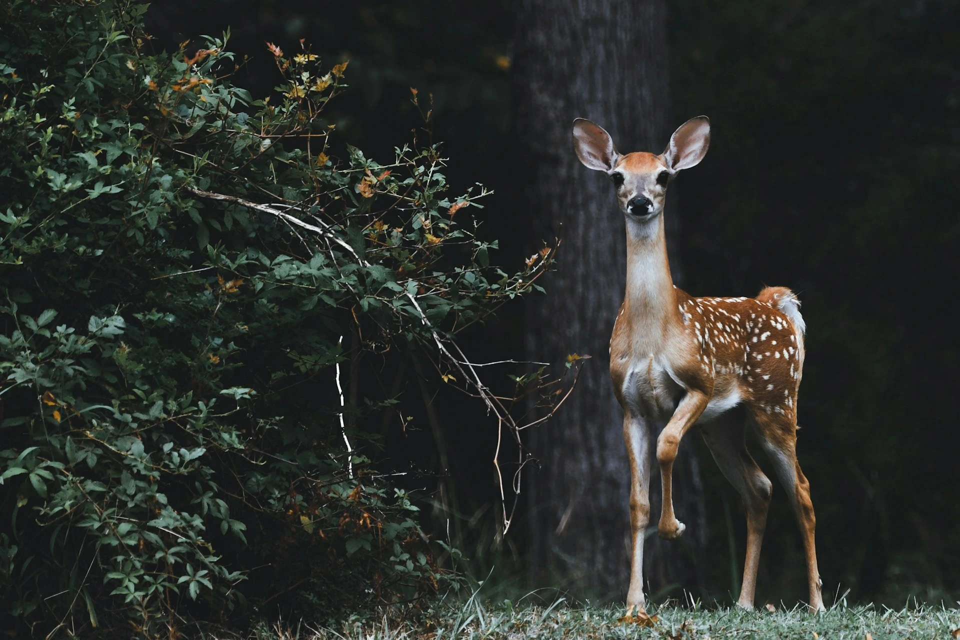 Google startet SpeciesNet, eine Open-Source-KI zur Identifizierung von Wildtieren