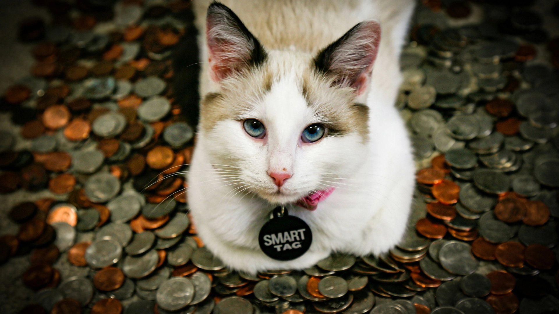 Der Mikrochip Ihrer Katze könnte Malware verbreiten, warnen Forscher