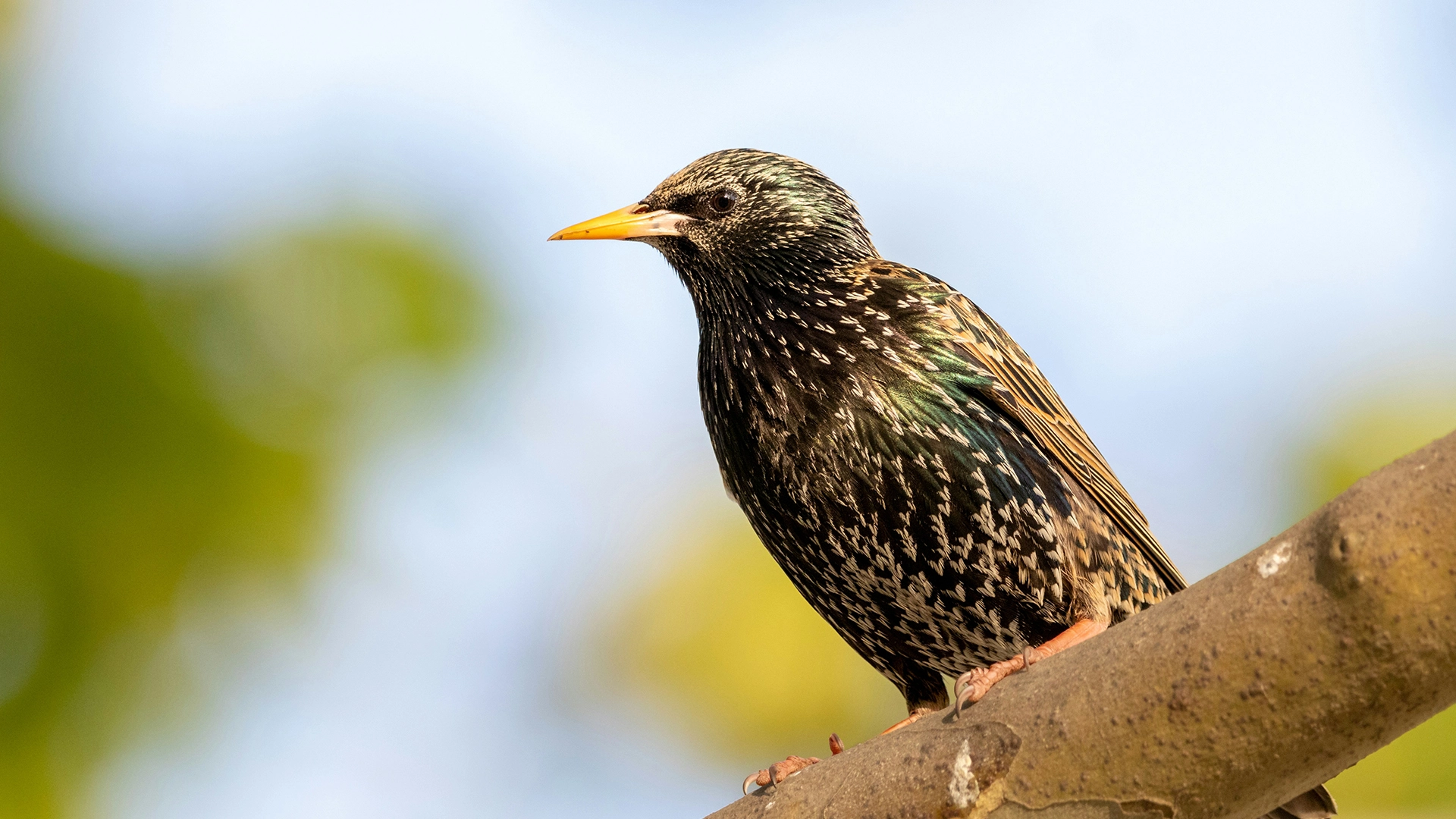 Forscher Testen, Wie Man Daten Auf Einem Vogel Speichern Kann